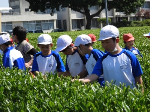 ４年生　さしま茶ふれあい体験