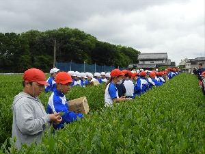 5月9日　4年生さしま茶ふれあい学習