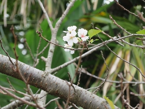 季節外れの桜