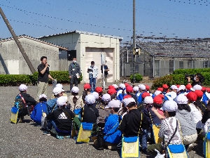 ４年生　さしま茶ふれあい学習