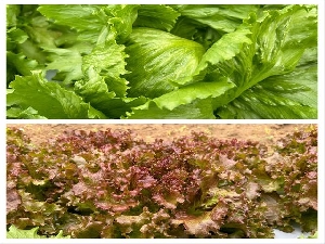 10/16      レタス・花蕾野菜の生長