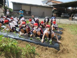 6/2 6年生 下級生のための苗植えを行う
