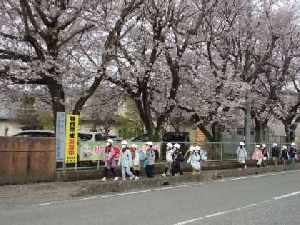 令和４年４月６日（水）　桜舞い散る登校風景