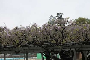 ４月１５日（金）　春雨と藤