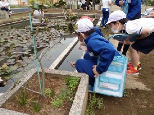 ４月２１日（木）　ギンヤンマの羽化