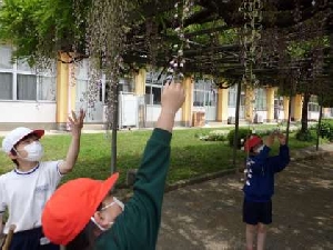 ５月２日（金）　藤の花は今