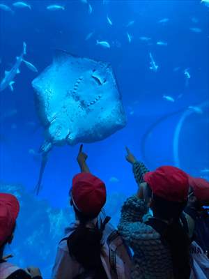 1008_アクアワールド大洗水族館（３・４年）