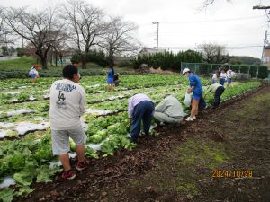 地域の方と一緒にレタスの収穫