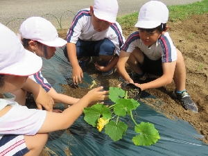 2年生　農園に野菜苗を植えました