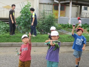 2年生　野菜の収穫