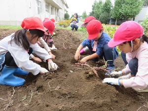 １年生　サツマイモの収穫