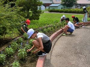 ７月４日（木）５年生花壇の草取り