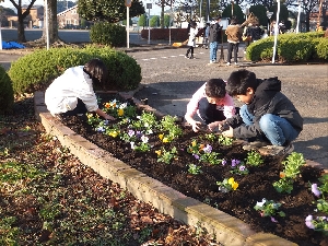 １２月３日（火）パンジーの苗植え（栽培委員会）