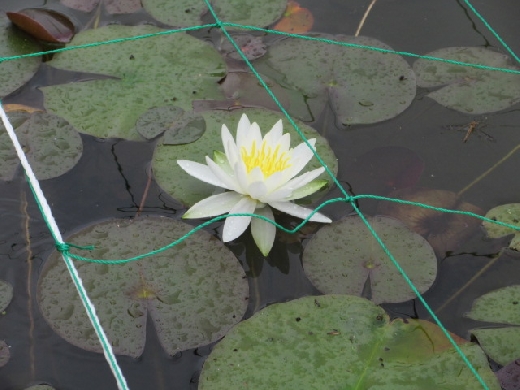 １5日・すいれんの花が咲きました