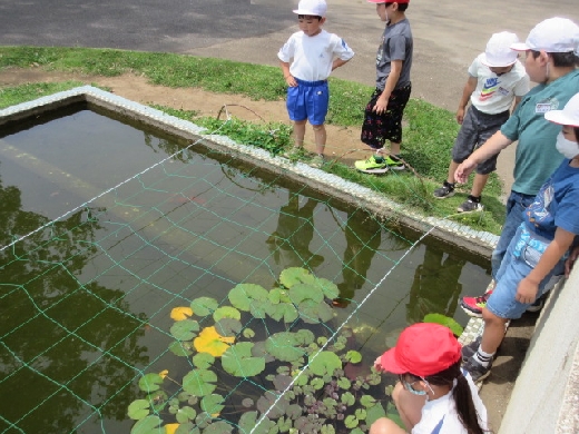 池にカエル発見