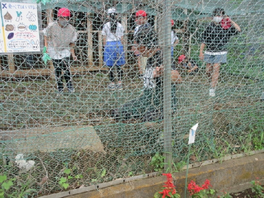 飼育・園芸委員会でも うさぎ小屋の草抜きをしました